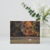 Schwan und Fall Foliage Postkarte (Stehend Vorderseite)