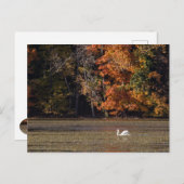 Schwan und Fall Foliage Postkarte (Vorne/Hinten)