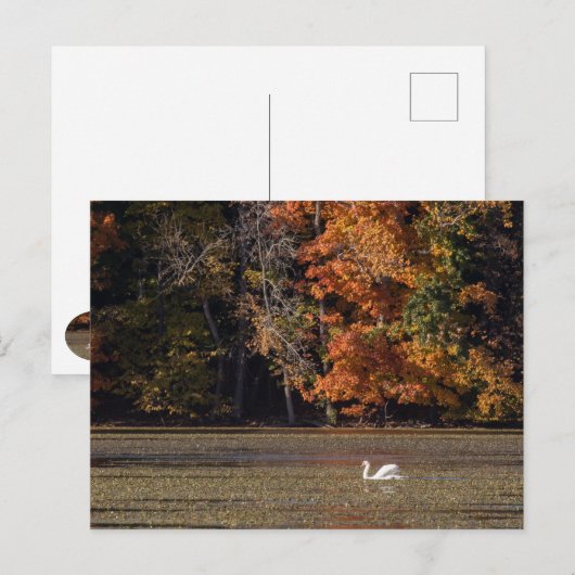 Schwan und Fall Foliage Postkarte (Vorne/Hinten)