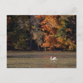 Schwan und Fall Foliage Postkarte (Vorderseite)