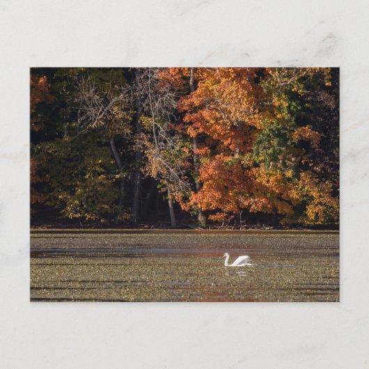 Schwan und Fall Foliage Postkarte (Vorderseite)