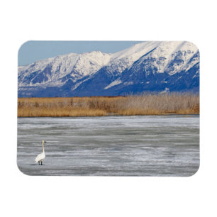 Schwan und Schnee Magnet
