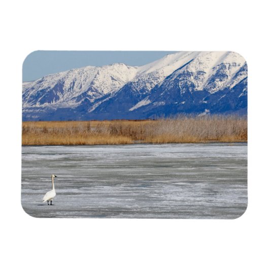Schwan und Schnee Magnet (Horizontal)