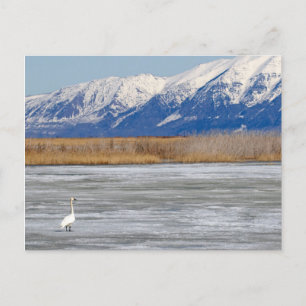 Schwan und Schnee Postkarte