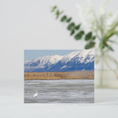 Schwan und Schnee Postkarte (Stehend Vorderseite)