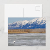 Schwan und Schnee Postkarte (Vorne/Hinten)
