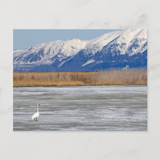 Schwan und Schnee Postkarte (Vorderseite)