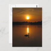Schwan und Sonnenuntergang Postkarte (Vorne/Hinten)