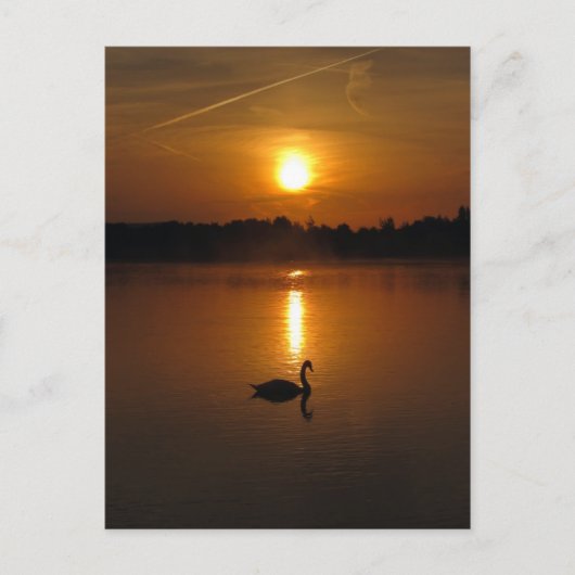 Schwan und Sonnenuntergang Postkarte (Vorderseite)