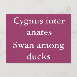 Schwan unter Enten - lateinisches Zitat Postkarte