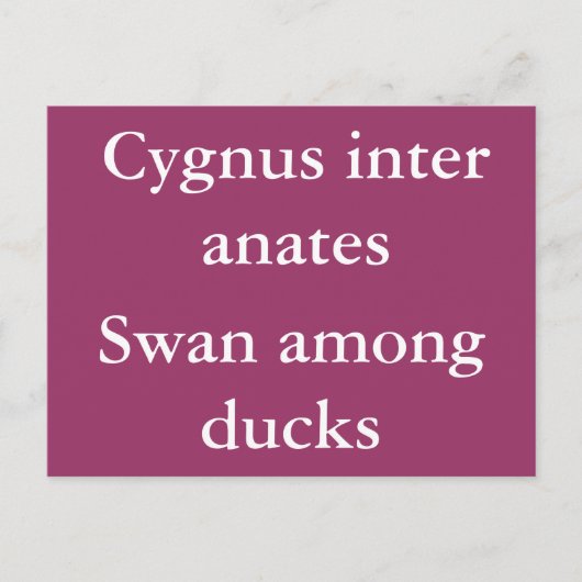Schwan unter Enten - lateinisches Zitat Postkarte (Vorderseite)