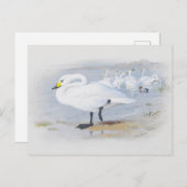 Schwan von Bewick, Abbildung Vögel Postkarte (Vorne/Hinten)