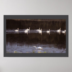 Schwan-Wasserlandschaft-Fotoposter Poster