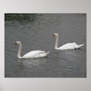 Schwäne am Fluss Poster