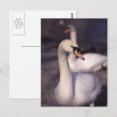 Schwäne am Lake Windermere Postkarte (Vorne/Hinten)