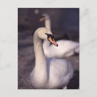 Schwäne am Lake Windermere Postkarte