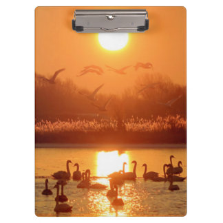 Schwäne am See bei Sonnenuntergang Klemmbrett