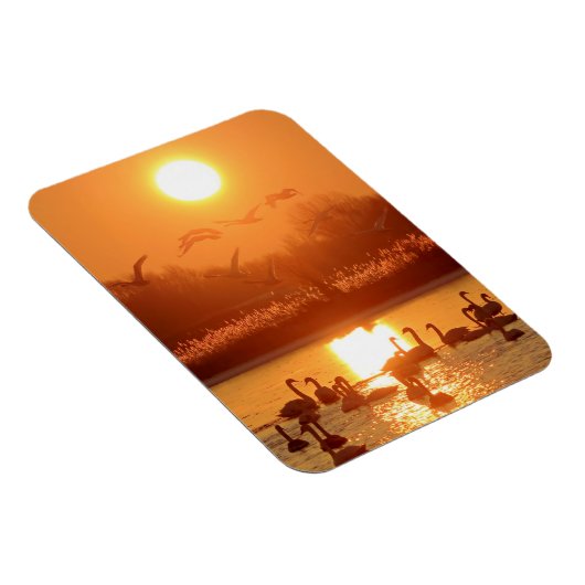 Schwäne am See bei Sonnenuntergang Magnet (Rechte Seite)
