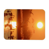 Schwäne am See bei Sonnenuntergang Magnet (Horizontal)