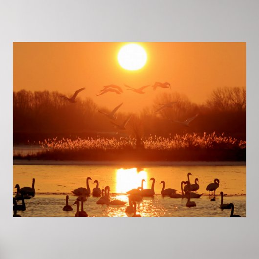 Schwäne am See bei Sonnenuntergang Poster (Vorne)