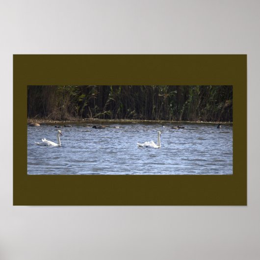 Schwäne am Teich Poster (Vorne)