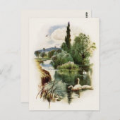 Schwäne am Teich schwimmen Postkarte (Vorne/Hinten)