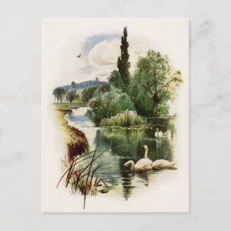 Schwäne am Teich schwimmen Postkarte