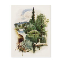 Schwäne am Teich schwimmen