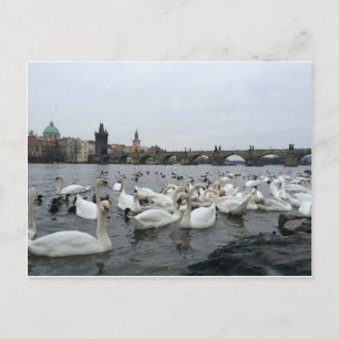Schwäne am Ufer der Karlsbrücke Postkarte