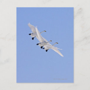 Schwäne fliegen am Himmel Postkarte