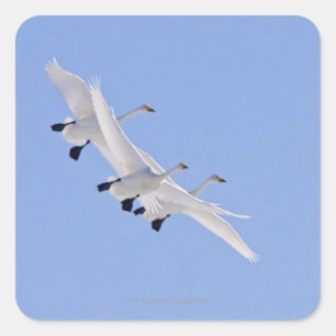 Schwäne fliegen am Himmel Quadratischer Aufkleber