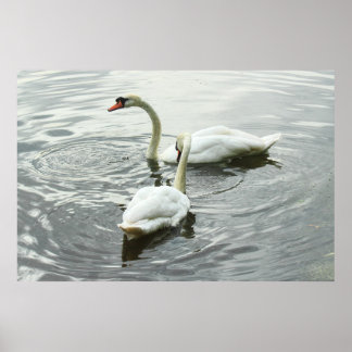 Schwäne Fütterte. Roath Park Lake, Cardiff, Wales Poster