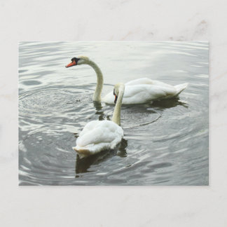 Schwäne Fütterte. Roath Park Lake, Cardiff, Wales Postkarte