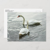 Schwäne Fütterte. Roath Park Lake, Cardiff, Wales Postkarte (Vorne/Hinten)