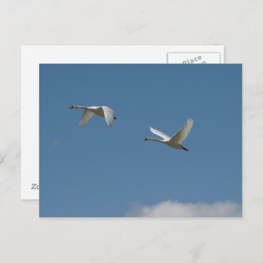 Schwäne im Flug Postkarte (Vorne/Hinten)