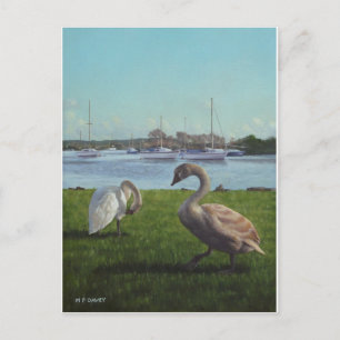 Schwäne im Hafen von Christchurch Postkarte