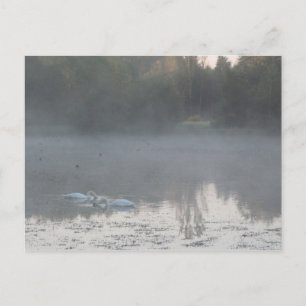 Schwäne im Nebel Postkarte