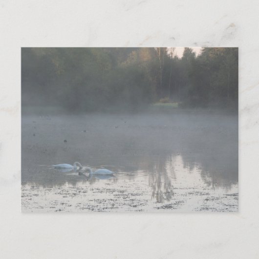 Schwäne im Nebel Postkarte (Vorderseite)