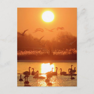 Schwäne im See bei Sonnenuntergang Postkarte