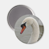 Schwäne im See Magnet (Vorderseite/Rückseite)