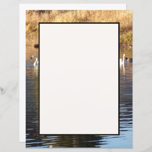 Schwäne in Enten-Stationierblech (Vorne/Hinten)