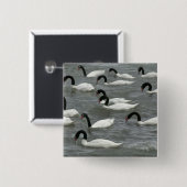 Schwäne mit schwarzhaltigem Hals (Cygnus melancory Button (Vorne & Hinten)