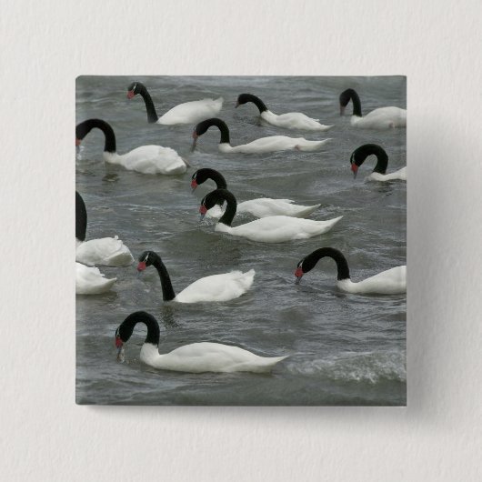 Schwäne mit schwarzhaltigem Hals (Cygnus melancory Button (Vorderseite)