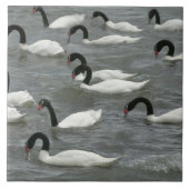 Schwäne mit schwarzhaltigem Hals (Cygnus melancory Fliese (Vorderseite)