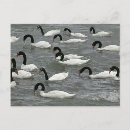 Schwäne mit schwarzhaltigem Hals (Cygnus melancory Postkarte (Vorderseite)