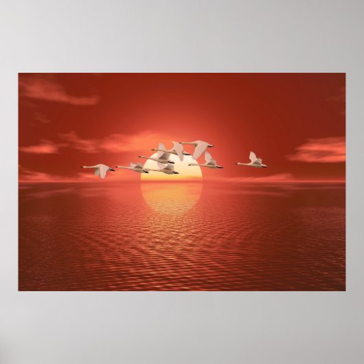 Schwäne Poster (Vorne)