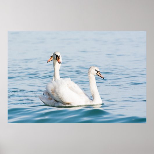 Schwäne Poster (Vorne)
