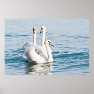 Schwäne Poster