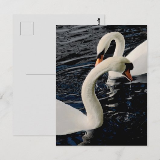 Schwäne Postkarte (Vorne/Hinten)