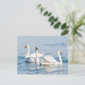 Schwäne Postkarte (Stehend Vorderseite)
